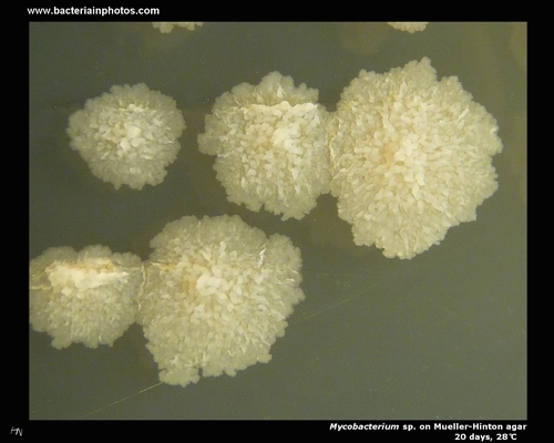 mycobacterium on mueller hinton agar